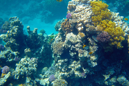 海中美丽的热带珊瑚礁