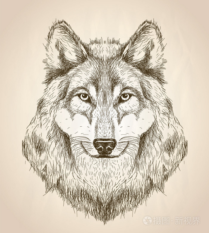 矢量素描插画的狼头前视图