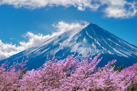 日本春天的富士山和樱花