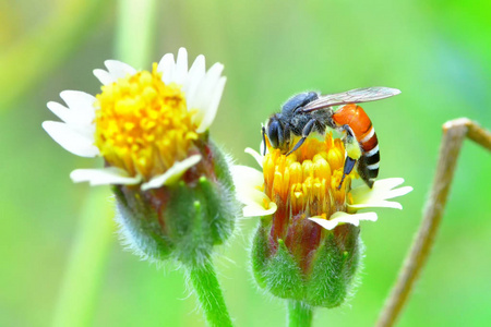 一只蜜蜂栖息在美丽的花朵上