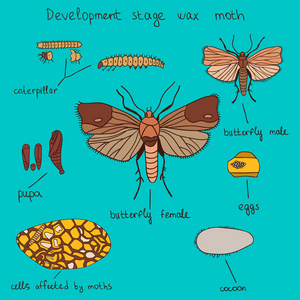 发展阶段蜡蛾颜色图片