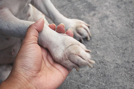 比格犬的特写