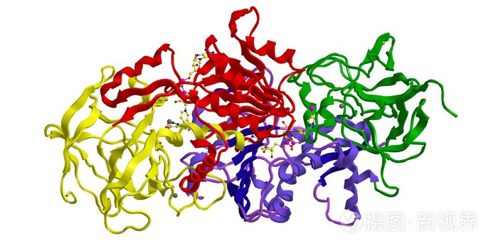 人类β 3 乙醇脱氢酶的分子结构