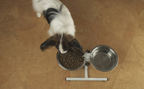 狗佩比伦在起居室的一个金属碗里吃干的食物