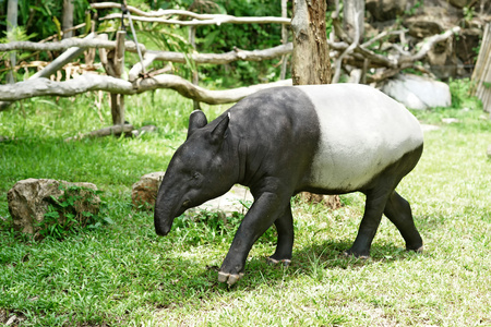马来貘动物