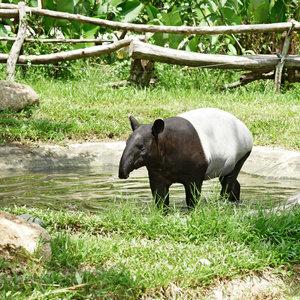 马来貘动物