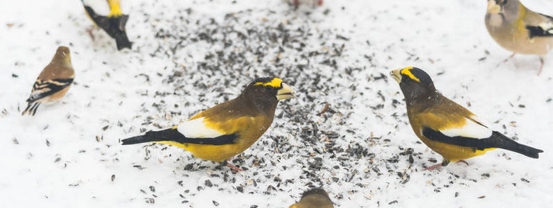 晚上 Grosbeaks 通赂 vespertinus 聚集在一起吃种子在雪中