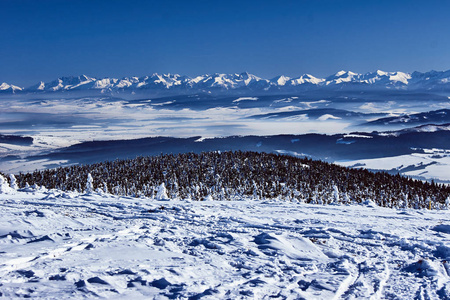 雪覆盖山区云杉在冬天在波兰 Beskidy