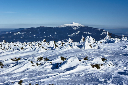 雪覆盖的云杉和 Babia 戈拉山的看法在波兰