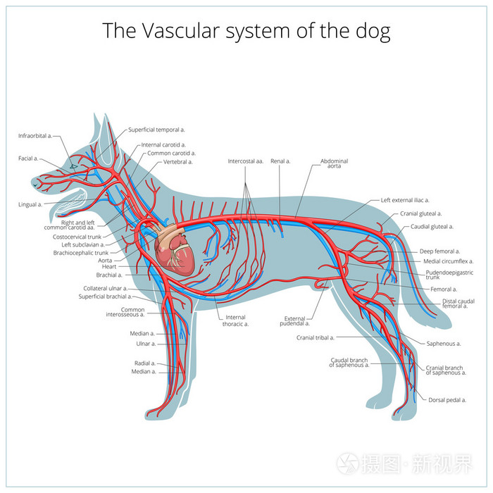 血管系统的狗矢量图