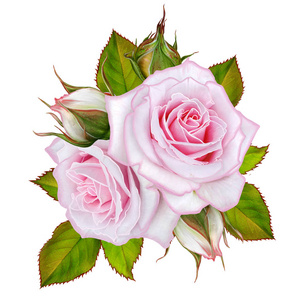 花卉背景。花束, 组成的花朵, 柔和的粉红色玫瑰, 浆果, 树枝, 叶子。贺卡, 请柬, 名片。在白色背景上被隔离