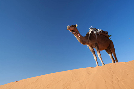 在撒哈拉沙漠中的骆驼