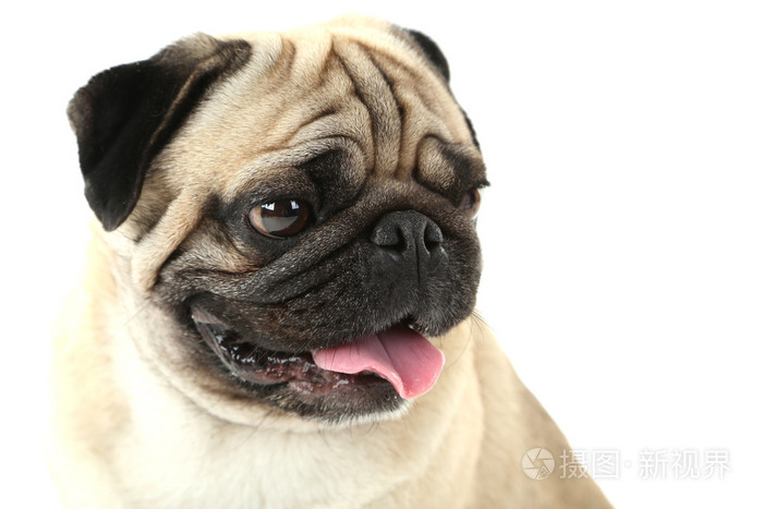 搞笑八哥犬狗