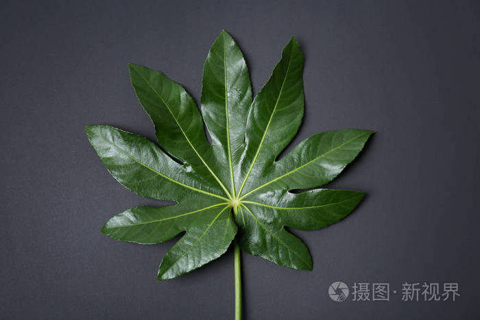 深色背景下的热带大叶子