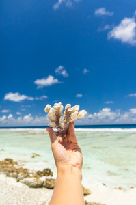美丽的珊瑚在手从礁石，法属波利尼西亚