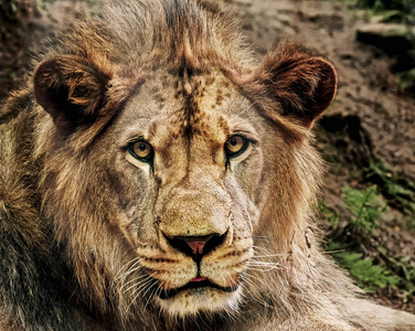 东非狮