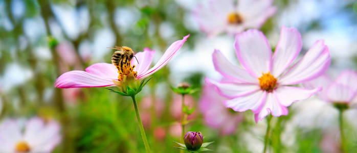 科斯梅亚花蜂
