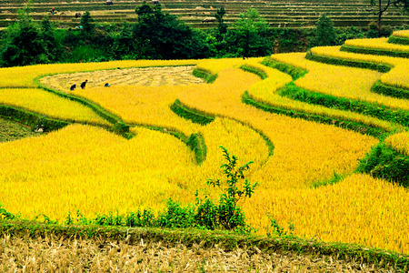 稻田上的梯田的木仓柴，Yenbai，越南。稻田准备在西北 Vietnam.Vietnam 风景收获