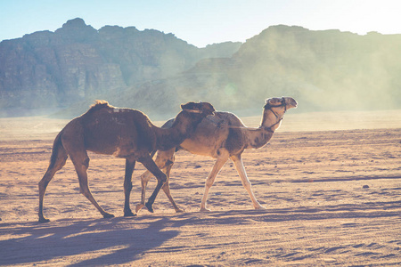 骆驼商队在瓦迪朗姆酒，约旦旅行