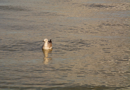 一只海鸥漂浮