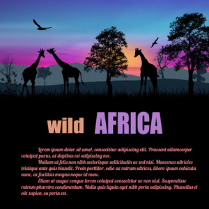 野生非洲海报