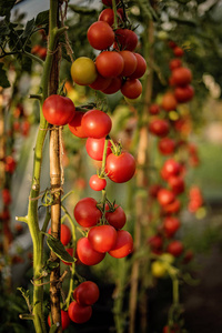 成熟的红樱桃西红柿在藤上有机耕作家庭种植