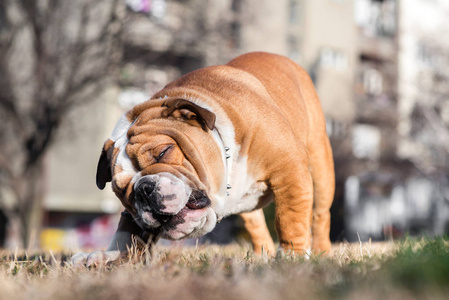 公园里玩的英国斗牛犬