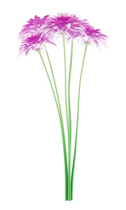 粉红色的菊花，孤立的白色背景上。3d 电影