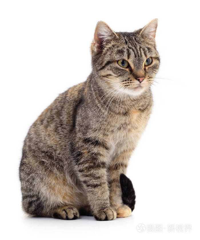 在白色背景上的小猫