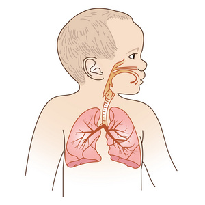 儿童呼吸道计划图片