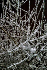 在雪中的树枝