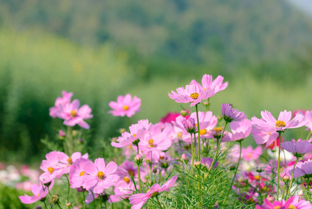 花园里的美丽的波斯菊花