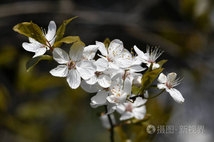 春天树上的白花