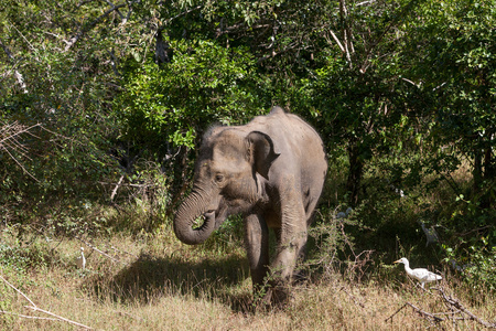 国家公园在斯里兰卡的大象家族图片