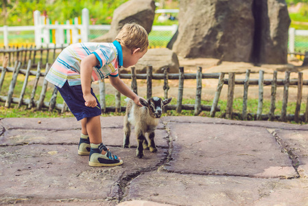 小可爱男孩喂养一只小的新生山羊