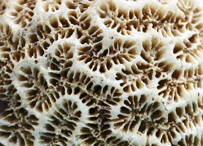 死珊瑚纹理宏照片。海滨动物老珊瑚结构特写。抽象宏背景