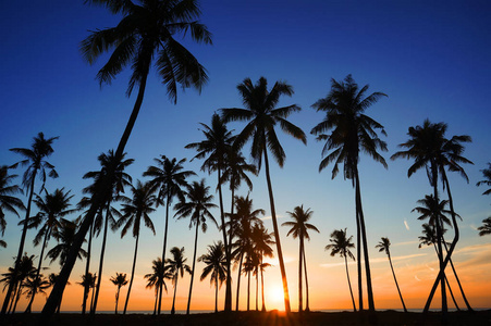 戏剧性的惊人晨轻暮和椰子树 Silhouetted
