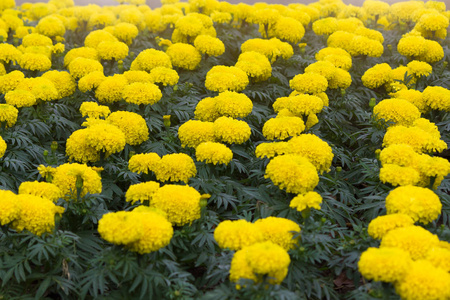 美丽的万寿菊花在花园里