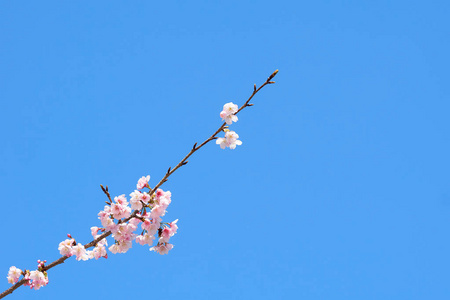 樱花树上的粉红色樱花 樱花, 日本开花樱桃。樱花是日本花卉的代表。冬季通行证的主要部分。我爱每一个人