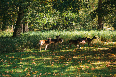 一群年轻的鹿穿过一个温暖的绿色阳光的草地在森林旁边的树林