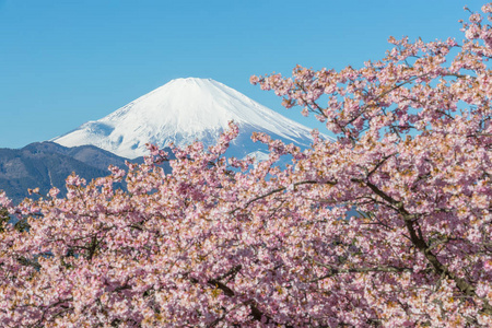 春季樱花树开花山富士
