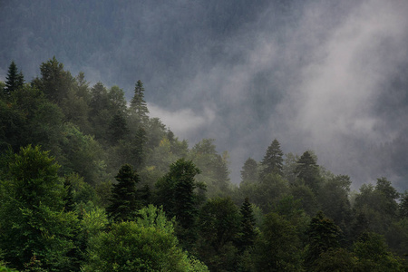 从山上看森林和雾