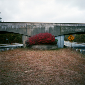 立交桥前的红灌木图片