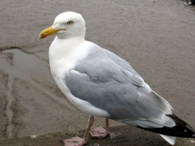 站立海鸥