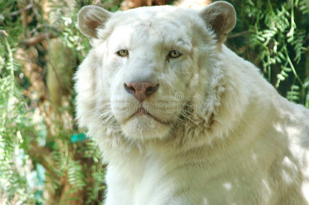 白狮3