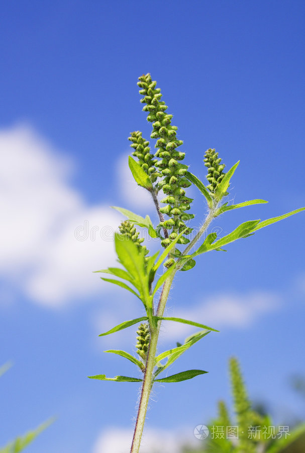 豚草