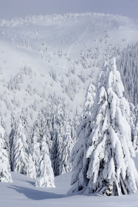 山上白雪覆盖的松树