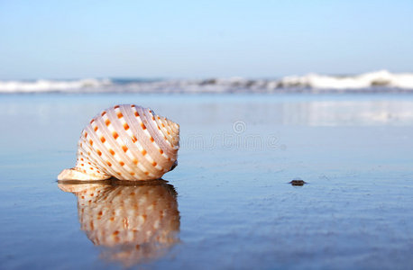 海滨贝壳