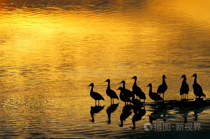 夕阳下的鸭子
