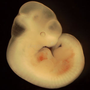 小鼠小鼠胚胎，发育第11天照片